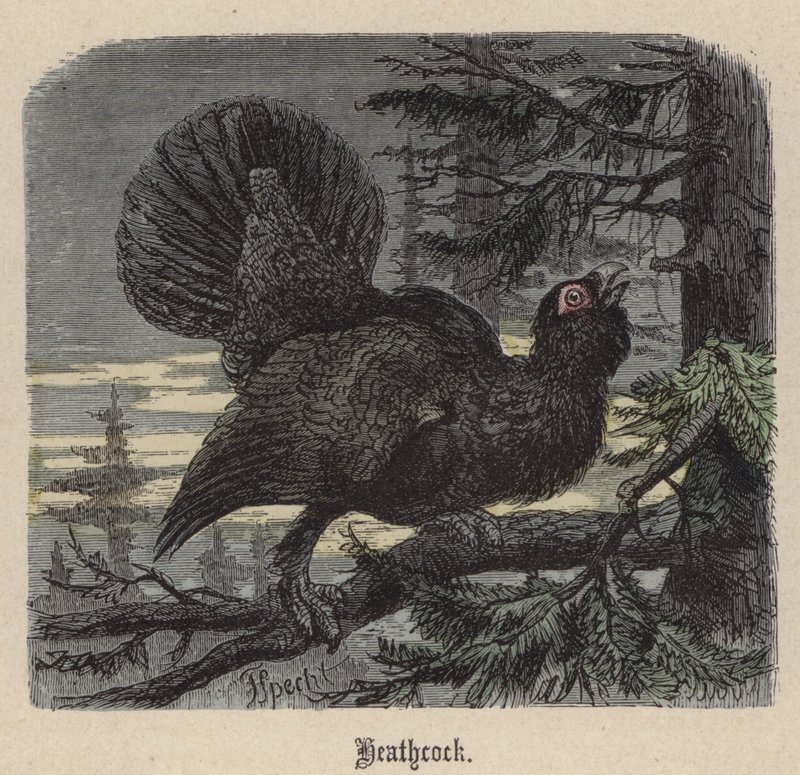 Heathcock (farvet gravering) af Friedrich Specht