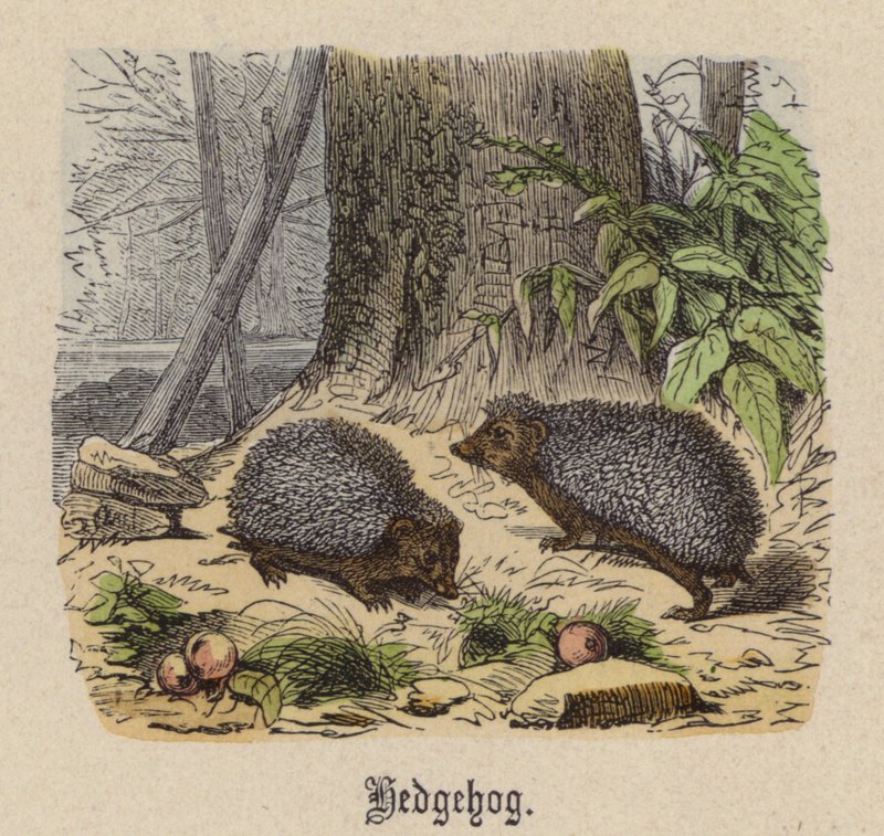 Hedgehog (farvet gravering) af Friedrich Specht