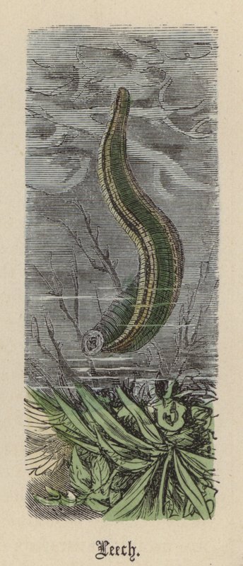 Leech (farvet gravering) af Friedrich Specht