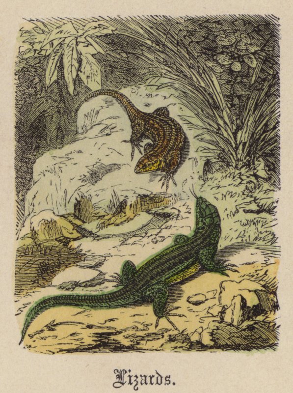 Firben (farvet gravering) af Friedrich Specht