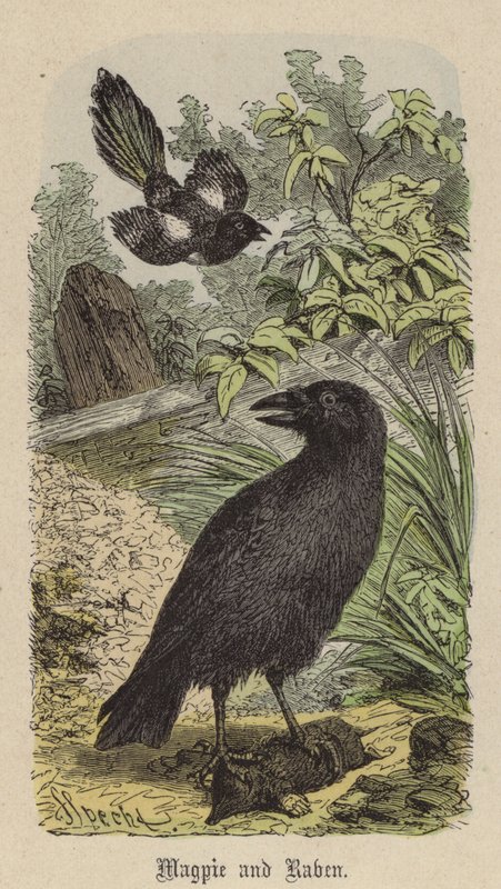 Magpie and Raven (farvet gravering) af Friedrich Specht