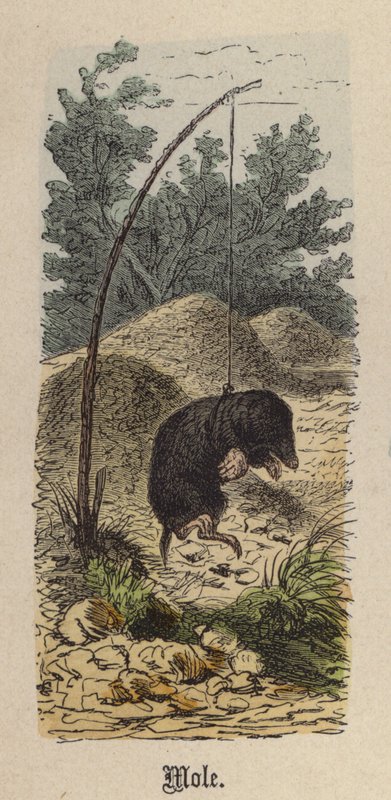 Muldvarp (farvet gravering) af Friedrich Specht