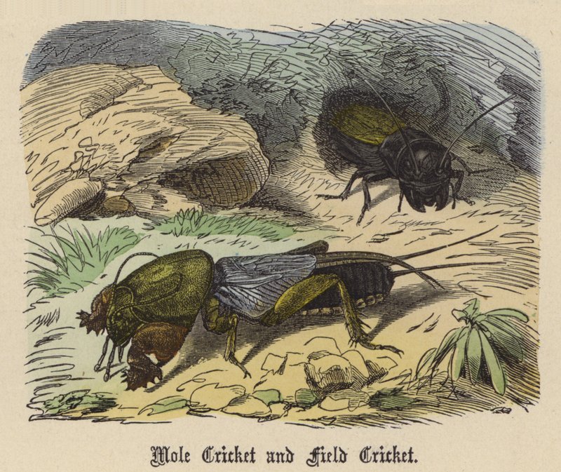 Mole Cricket og Field Cricket (farvet indgravering) af Friedrich Specht