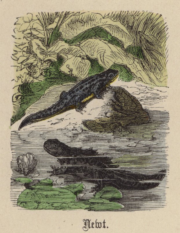 Newt (farvet gravering) af Friedrich Specht