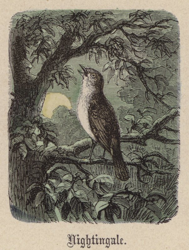 Nattergal (farvet gravering) af Friedrich Specht