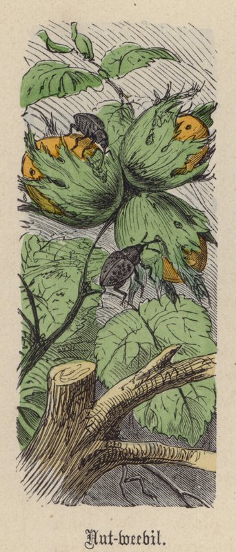 Nøddesnudebille (farvet gravering) af Friedrich Specht