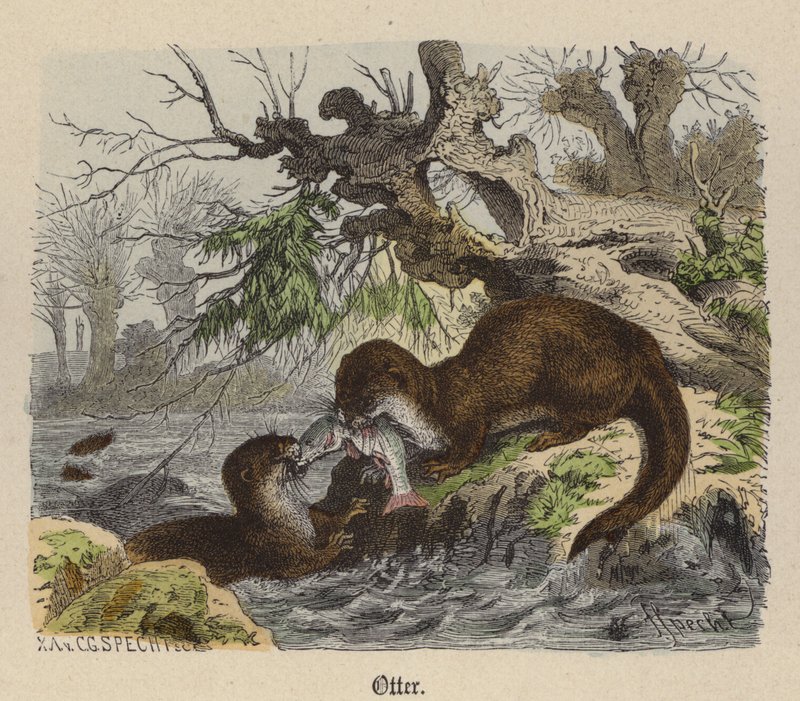 Otter (farvet gravering) af Friedrich Specht
