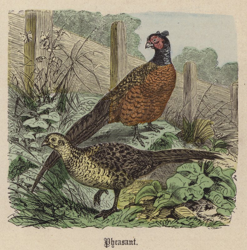 Fasan (farvet gravering) af Friedrich Specht