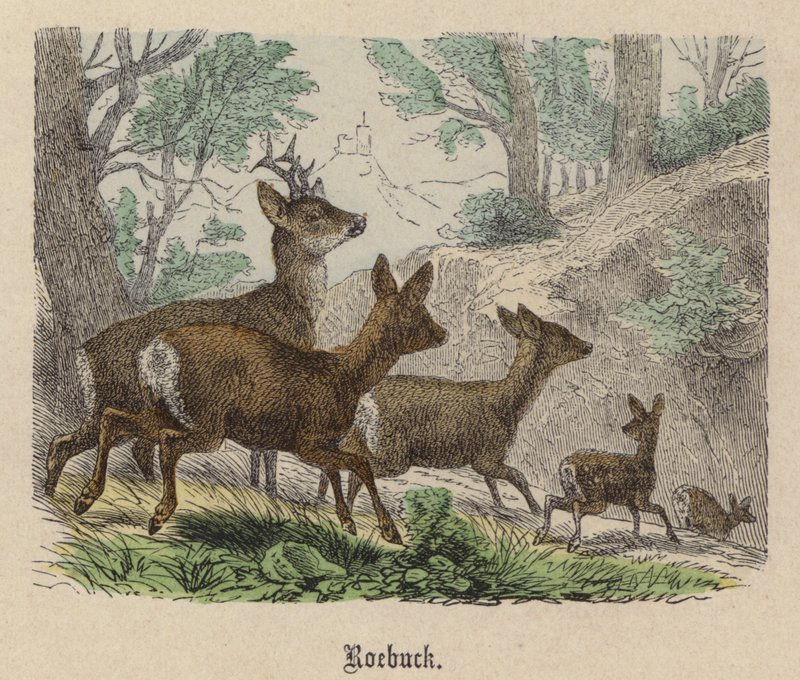 Roebuck (farvet gravering) af Friedrich Specht