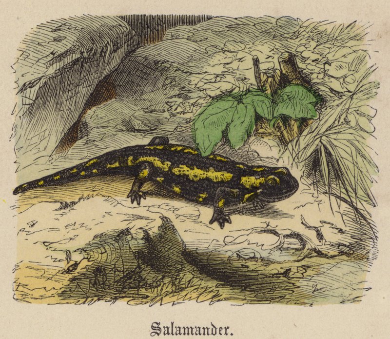 Salamander (farvet gravering) af Friedrich Specht