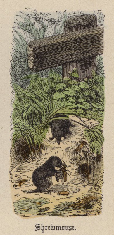 Shrewmouse (farvet gravering) af Friedrich Specht