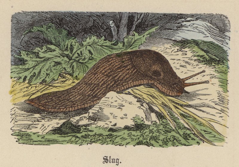 Slug (farvet gravering) af Friedrich Specht