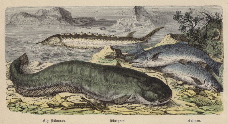 Sly Silourus, Stør, Laks (farvet gravering) af Friedrich Specht