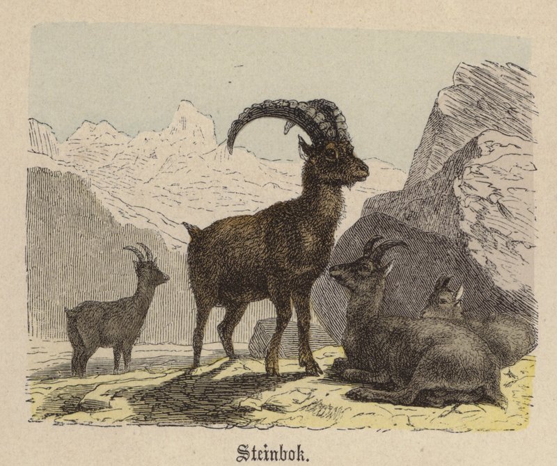 Steinbok (farvet gravering) af Friedrich Specht