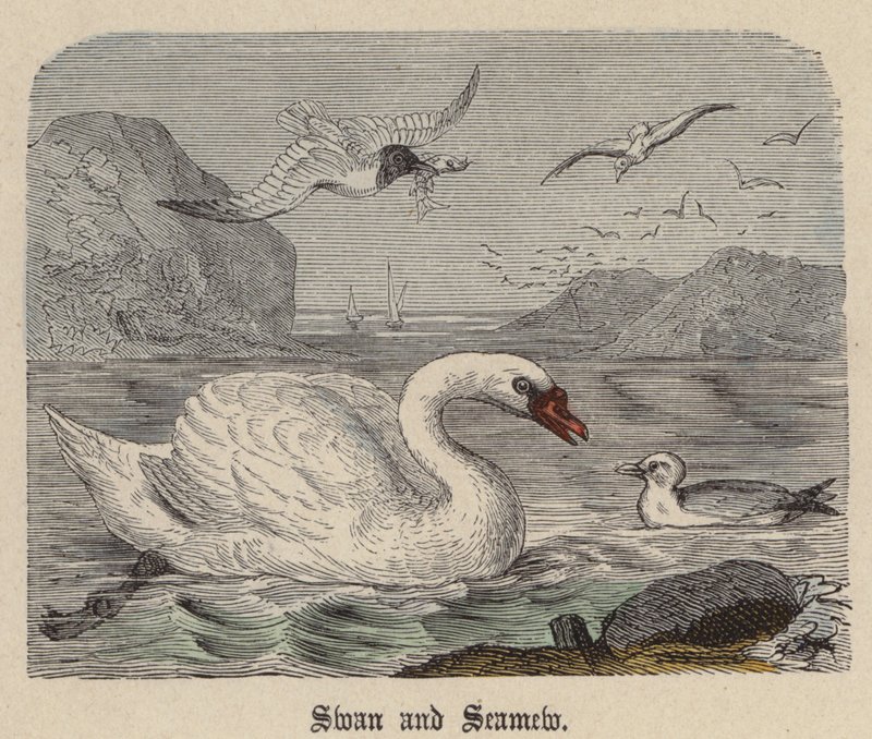 Swan and Seamew (farvet gravering) af Friedrich Specht