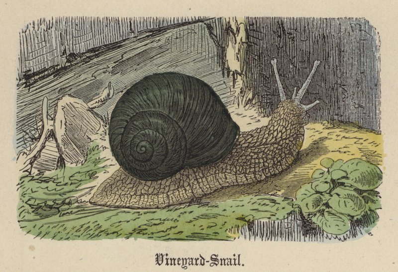 Vineyard-Snail (farvet gravering) af Friedrich Specht