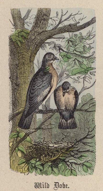 Wild Dove (farvet gravering) af Friedrich Specht
