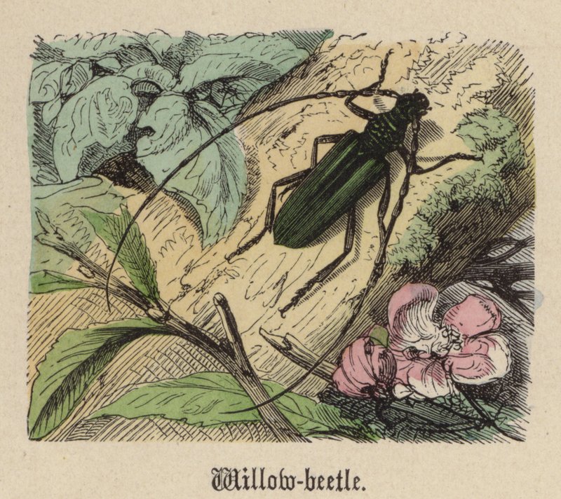 Pilebille (farvet gravering) af Friedrich Specht