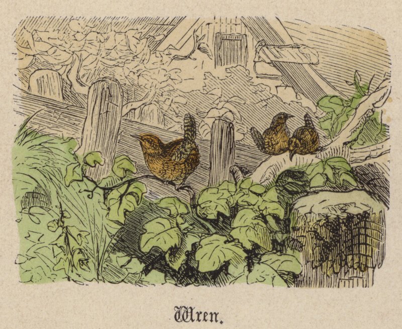 Wren (farvet gravering) af Friedrich Specht