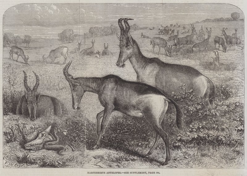 Hartebeest antilope af Friedrich Wilhelm Keyl