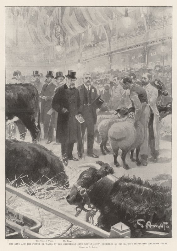 Kongen og prinsen af Wales ved Smithfield Club Cattle Show, 9. december, Hans Majestæt inspicerer Champion Sheep af G.S. Amato