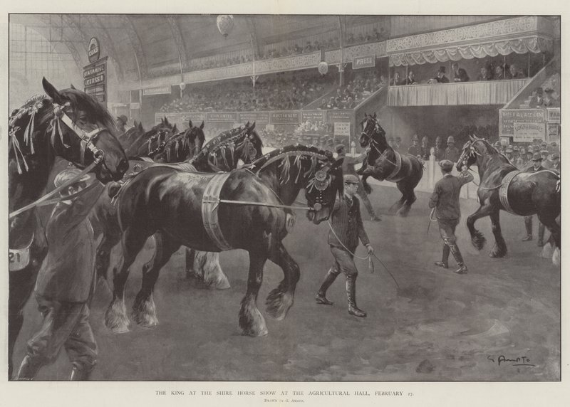Kongen på Shire Horse Show i Landbrugshallen, 27. februar af G.S. Amato