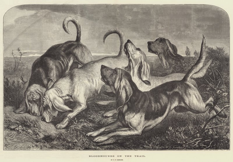 Blodhunde på sporet af George Bouverie Goddard