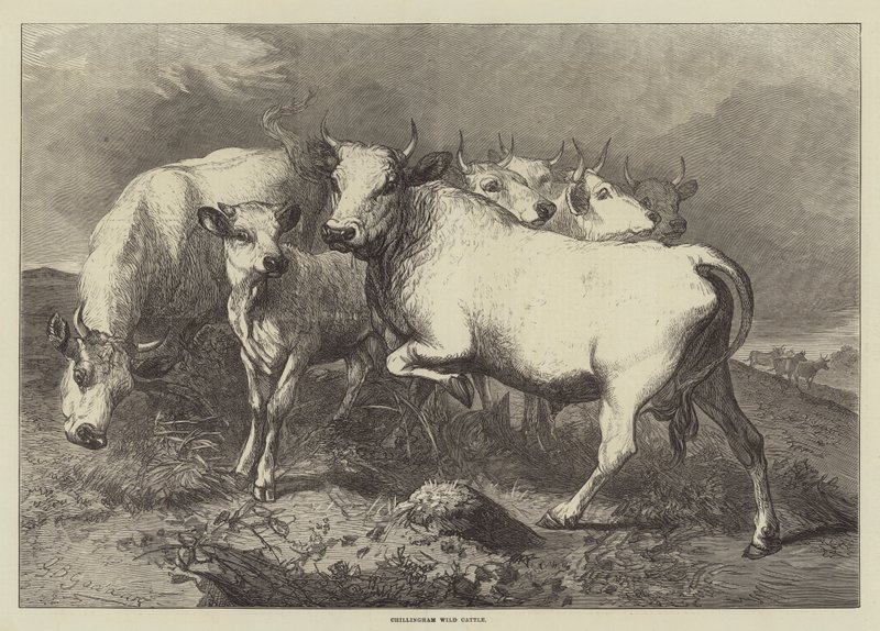 Chillingham vilde kvæg af George Bouverie Goddard