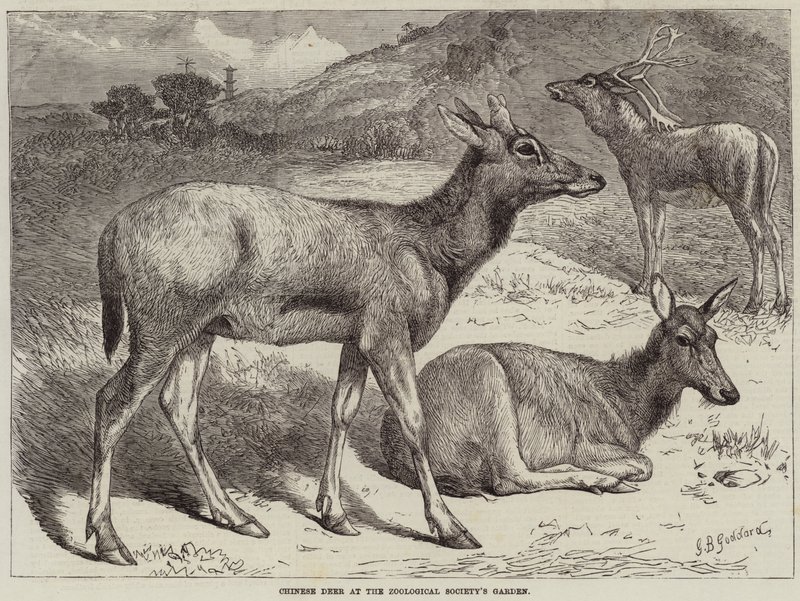 Kinesisk hjorte ved Zoologisk Selskabs Have af George Bouverie Goddard