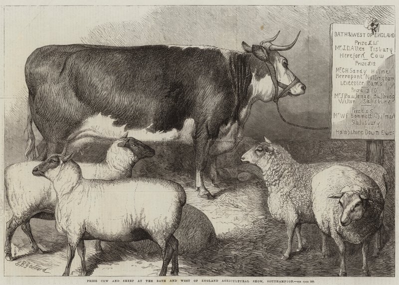 Præmie for ko og får ved Bath and West of England Agricultural Show, Southampton af George Bouverie Goddard