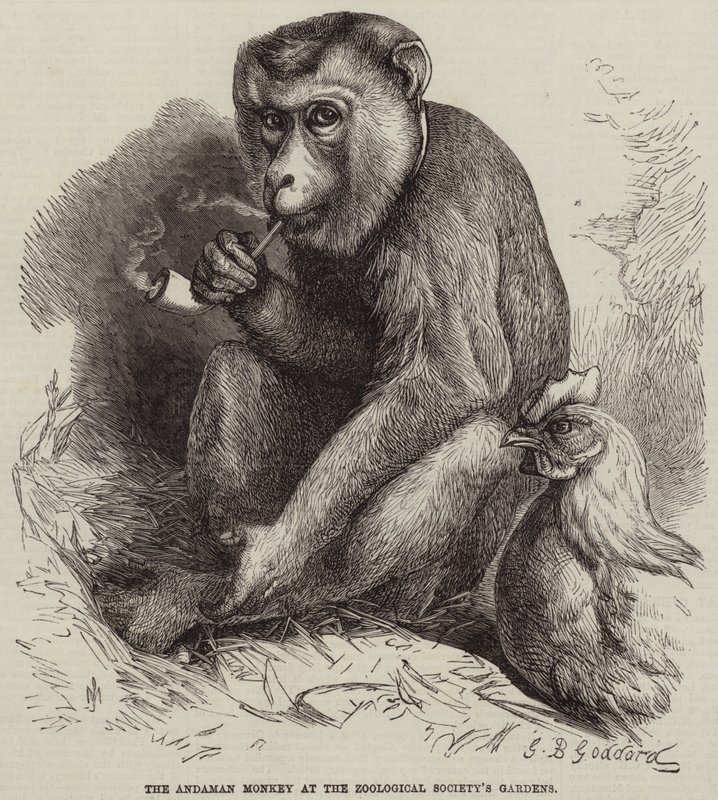 Andaman-aben ved Zoologisk Selskabs haver af George Bouverie Goddard