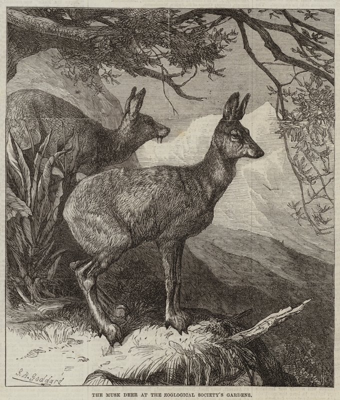 Moskushjorten i Zoologisk Forbunds have af George Bouverie Goddard