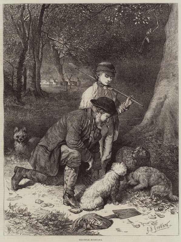 Trøffeljagt af George Bouverie Goddard