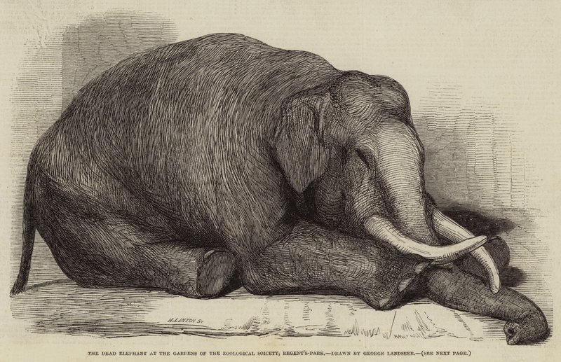 Den døde elefant i Zoological Society