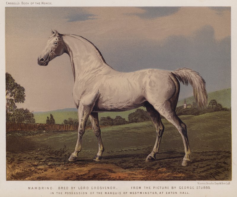 Nambrino, opdrættet af Lord Grosvenor, i besiddelse af markisen af Westminster, i Eaton Hall (farve litho) af George (after) Stubbs
