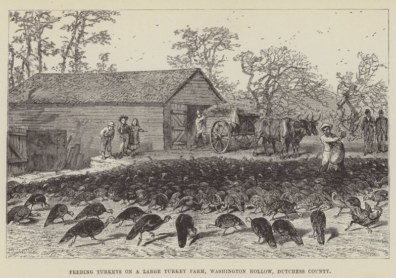 Fodring af kalkuner på en stor kalkunfarm, Washington Hollow, Dutchess County af George Augustus Sala