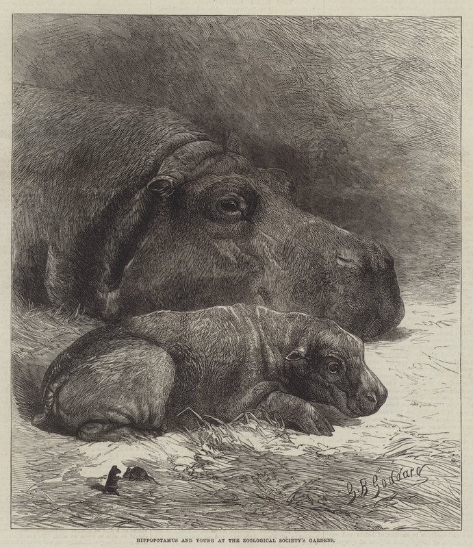 Flodhest og Ung ved Zoologisk Selskabs Haver af George Bouverie Goddard