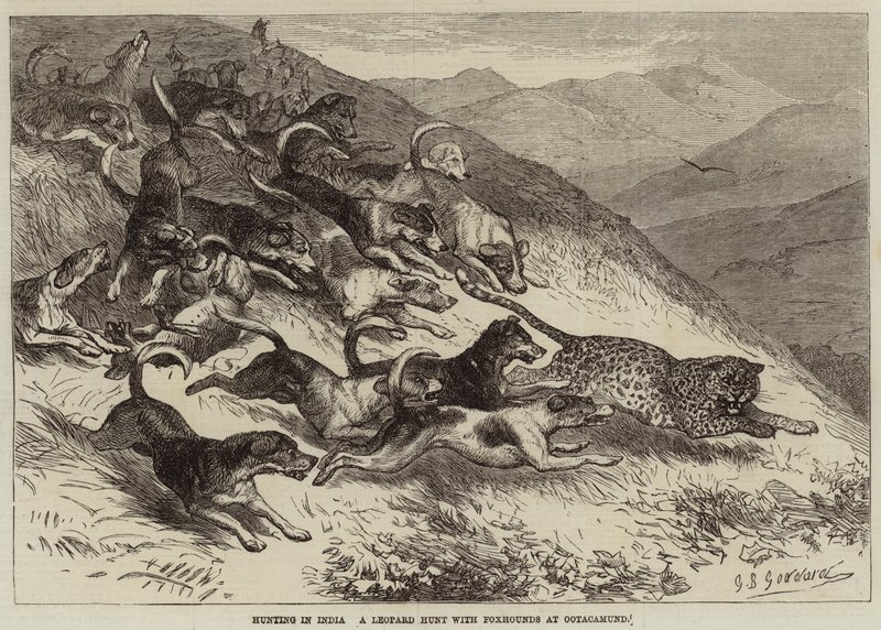 Jagt i Indien, en leopardjagt med rævehunde ved Ootacamund af George Bouverie Goddard