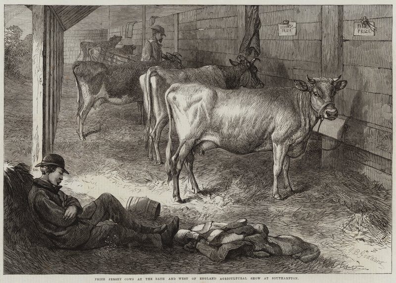 Præmie Jersey-køer ved Bath and West of England Agricultural Show i Southampton af George Bouverie Goddard
