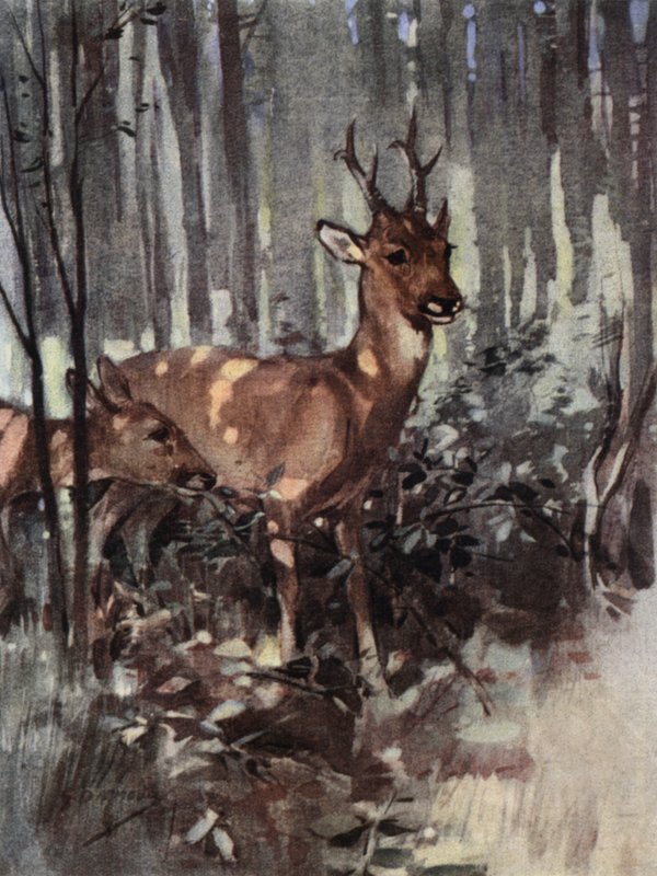 Rognen holder sig til skoven (farve litho) af George Denholm Armour