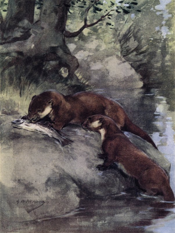 De efterlod en bonnie grilse på scarp (farve litho) af George Denholm Armour