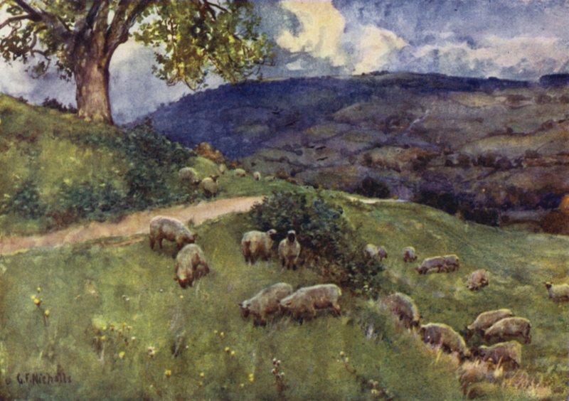 En Cotswold fåre græsgang af George Franck Nicholls