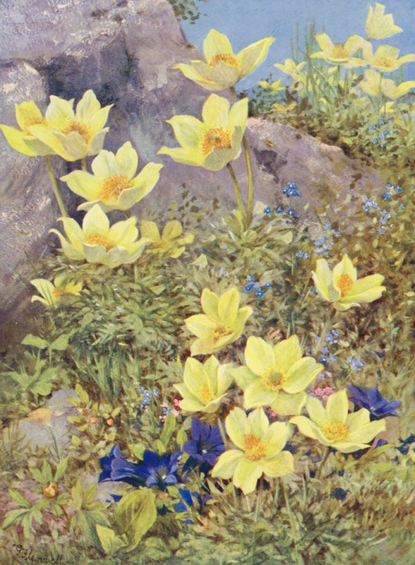 Anemone sulphurea og Gentiana excisa malet direkte på marken i slutningen af maj (farvelitografi) af George Jackson Flemwell