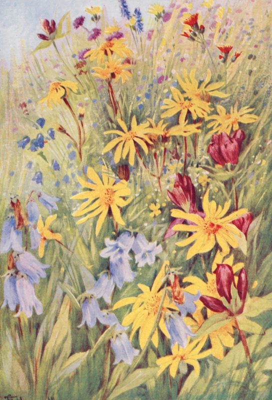 Arnica, den brune ensian (G purpurea), Campanula barbata og den lille fyrige Hieracium aurantiacum, malet fra virkeligheden på markerne i midten af juli (farvelitografi). af George Jackson Flemwell