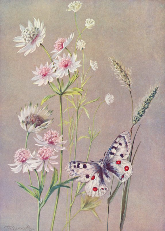 Astrantia major, A minor og Apollo-sommerfuglen (farvelitografi) af George Jackson Flemwell