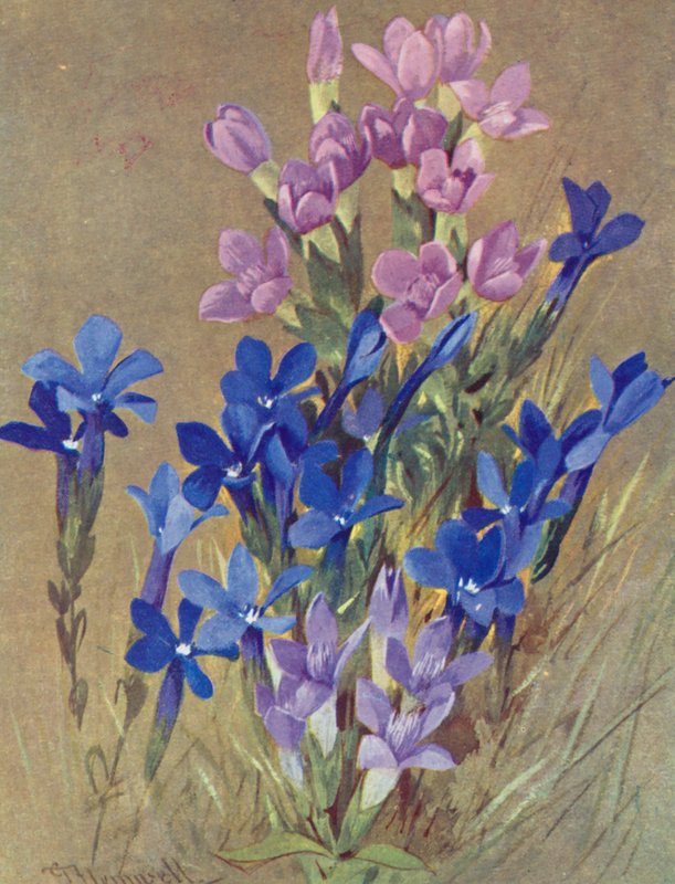 Gentiana campestris og Gentiana bavarica (farvelitografi) af George Jackson Flemwell