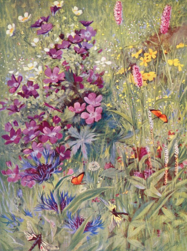 Geranium sylvaticum, Potentilla rupestris, Centaurea montana, den lyserøde bistort, den lille alpine bistort, malet på stedet på markerne i begyndelsen af juli (farvelitografi). af George Jackson Flemwell