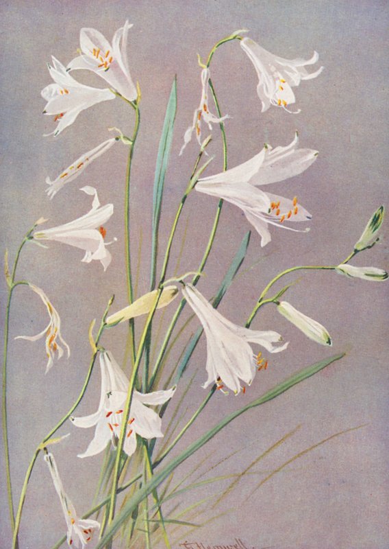 Paradisia Liliastrum, Paradis- eller Sankt Bruno-lilje (farvelitografi) af George Jackson Flemwell