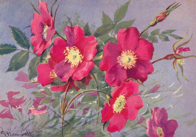 Rosa alpina, den tornløse alpeeglante (farvelitografi) af George Jackson Flemwell