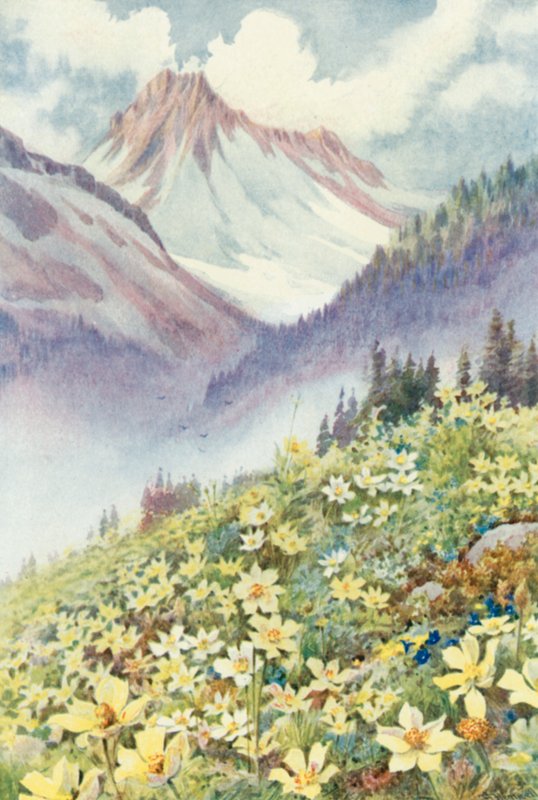 Svovlanemoner på skråningerne af Le Planet (farve litho) af George Jackson Flemwell